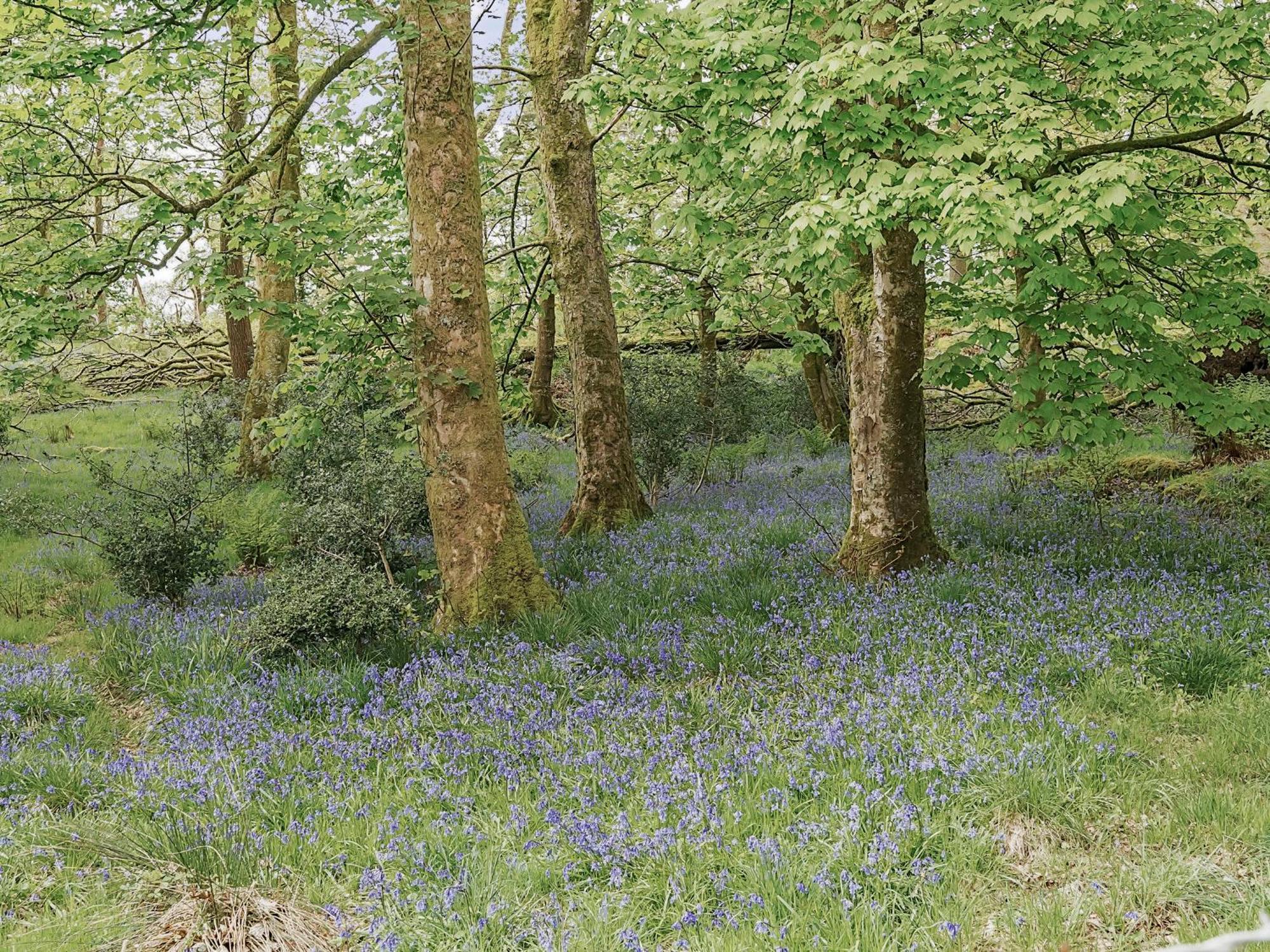 Cherry - Woodland Cottages باونيس أون وينديرمير المظهر الخارجي الصورة